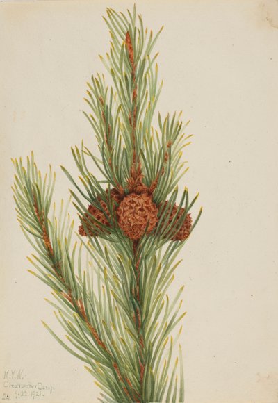 Pino lodgepole (Pinus Contorta murrayana) da Mary Vaux Walcott