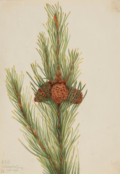 Pino Lodgepole Pinus Contorta murrayana da Mary Vaux Walcott