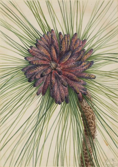 Pino a foglia lunga Pinus palustris da Mary Vaux Walcott