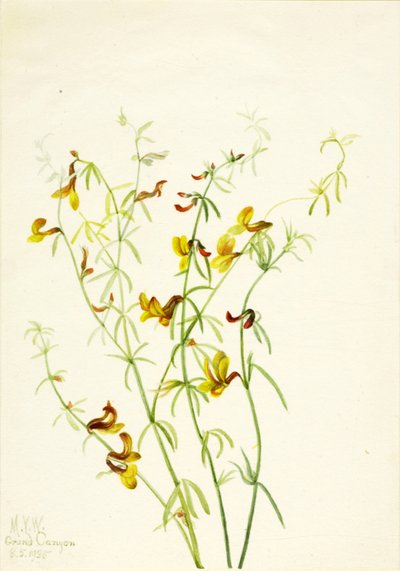 Lotus puberulus da Mary Vaux Walcott