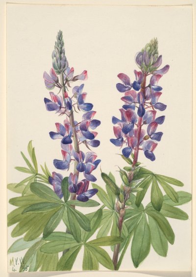 Lupino (Lupinus fornosus) da Mary Vaux Walcott