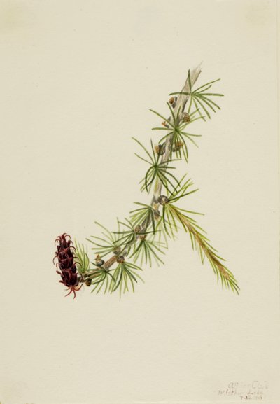 Larice di Lyall da Mary Vaux Walcott