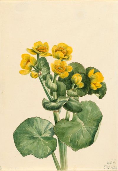 Caltha palustris, 1924 da Mary Vaux Walcott