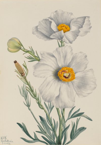 Papavero Matilija Romneya coulteri, 1931 da Mary Vaux Walcott