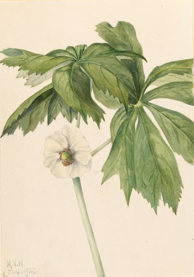 Ananas (Podphyllum paltatum) da Mary Vaux Walcott