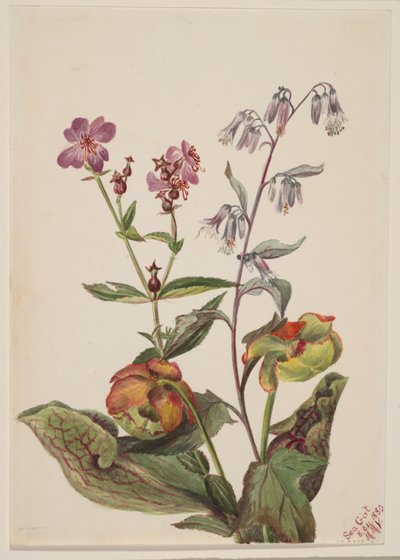 Bellezza dei prati (Rhexia virginica), Capriolo a sonagli (Nabalus albus), Pianta delle gole (Sarracenia purpurea) da Mary Vaux Walcott