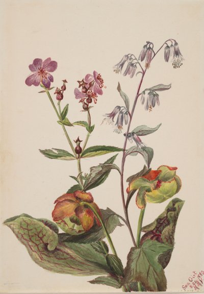 Bellezza del prato Rhexia virginica, Rattlesnake Roat Nabalus albus, Pianta carnivora da Mary Vaux Walcott