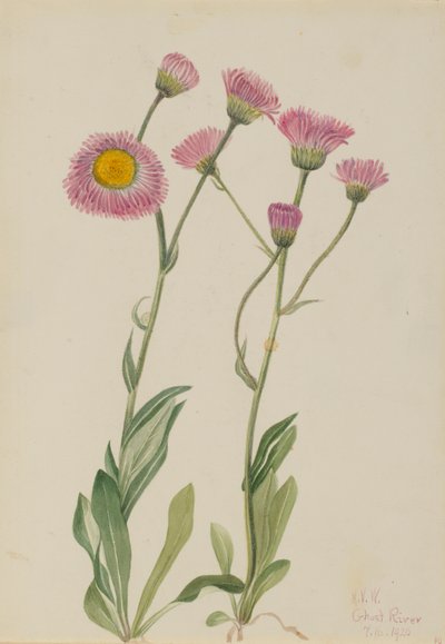 Flebo dei prati (Erigeron speciosus) da Mary Vaux Walcott