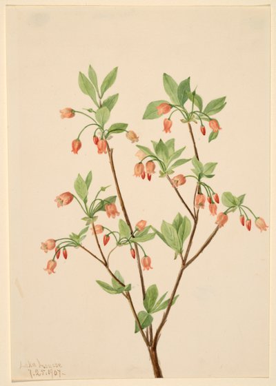 Menziesea (Menziesea glabella) da Mary Vaux Walcott