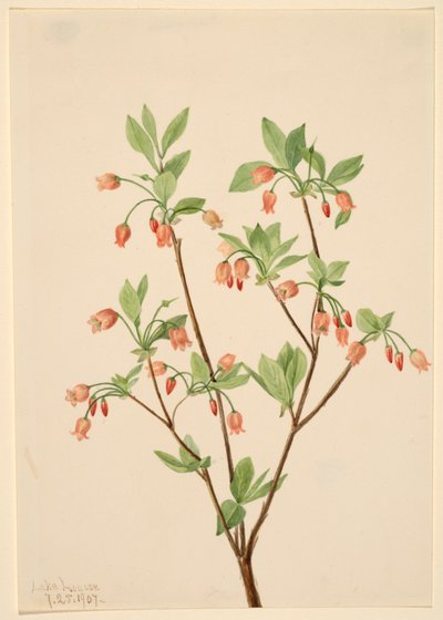 Menziesea Menziesea glabella da Mary Vaux Walcott