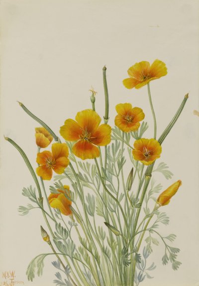 Papavero messicano (Eschscholtzia mexicana) da Mary Vaux Walcott