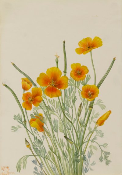 Papavero messicano Eschscholtzia mexicana, 1927 da Mary Vaux Walcott