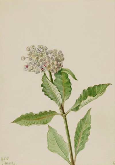 Asclepiade da Mary Vaux Walcott