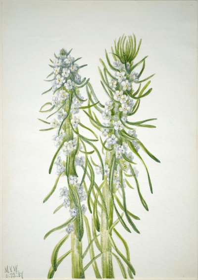 Candela del minatore (Oreocarya virgata) da Mary Vaux Walcott