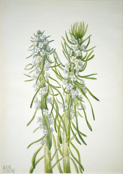 Candela del minatore Oreocarya virgata da Mary Vaux Walcott