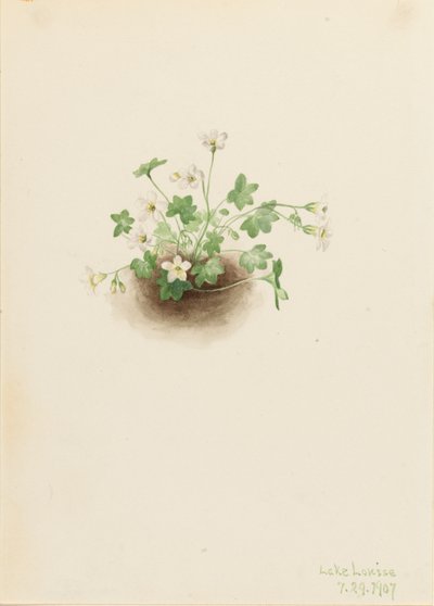 Mistmaiden Romanzoffia sitchensis, 1907 da Mary Vaux Walcott