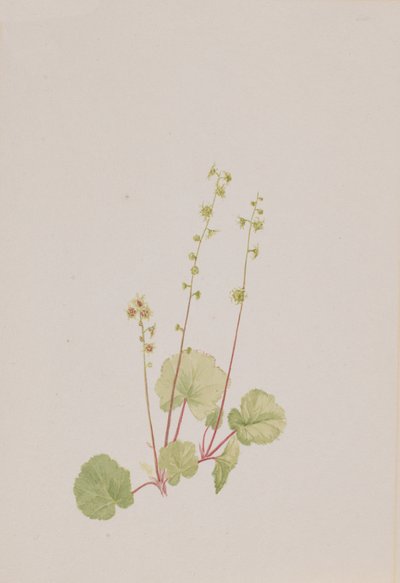 Mitella nuda da Mary Vaux Walcott