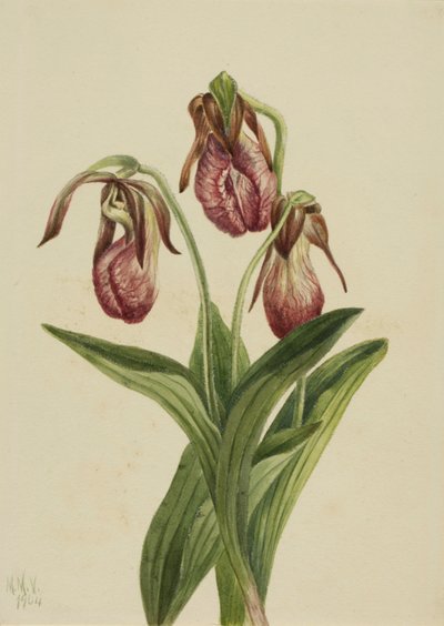 Fiore di mocassino Cypripedium acaule da Mary Vaux Walcott