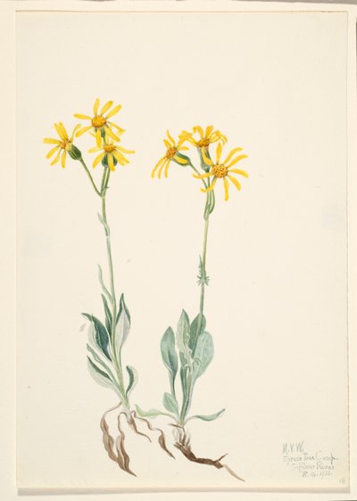 Montana Parnassia (Parnassia montanesis) da Mary Vaux Walcott