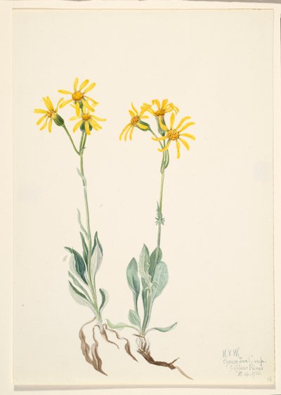 Montana Parnassia Parnassia montanesis, 1920 da Mary Vaux Walcott