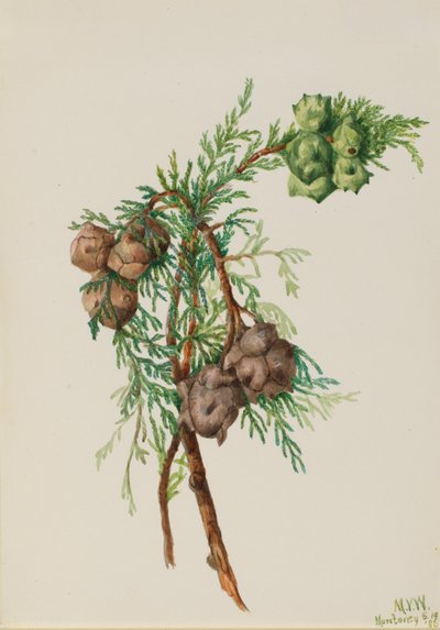 Cupressus macrocarpa da Mary Vaux Walcott