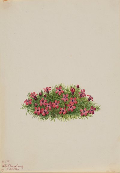 Campione del muschio (Silene acaulis) da Mary Vaux Walcott