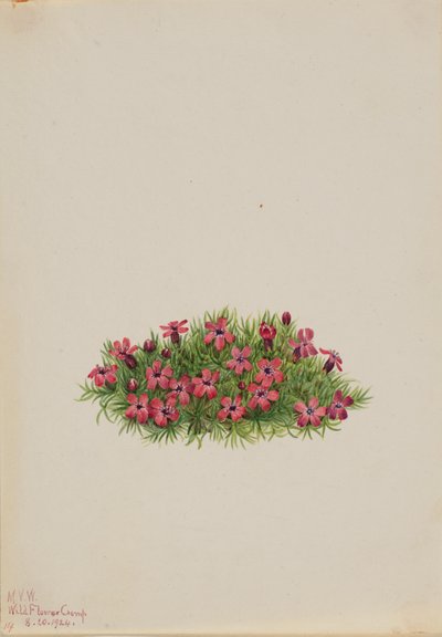 Silene acaulis da Mary Vaux Walcott