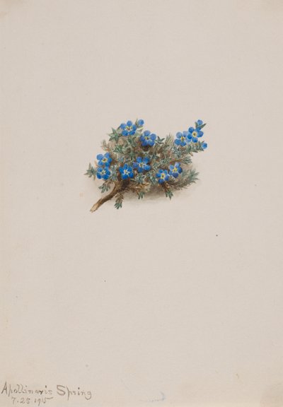 Non-ti-scordar-di-me muschiato, 1915 da Mary Vaux Walcott