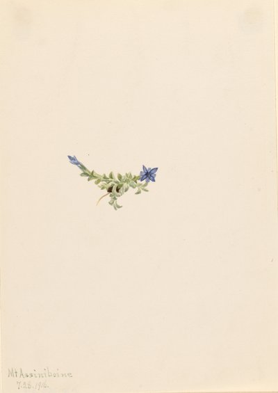 Moss Gentian (Gentiana prostrata) da Mary Vaux Walcott