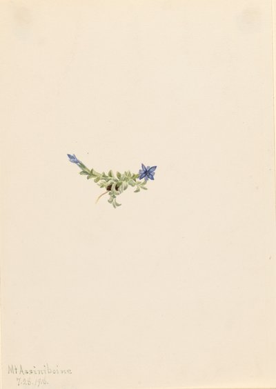 Genziana muschiata Gentiana prostrata da Mary Vaux Walcott