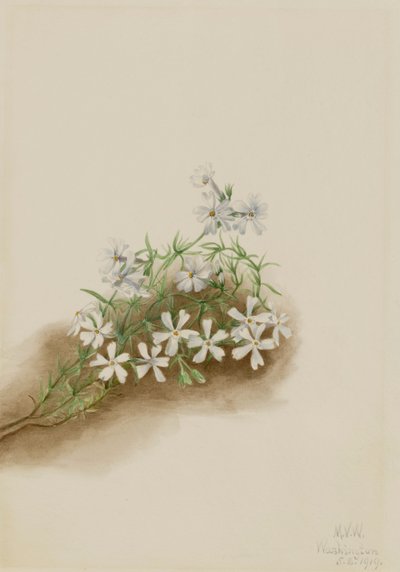 Muschio rosa Phlox subulata da Mary Vaux Walcott