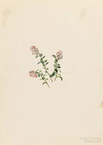 Mirtillo rosso di montagna (Vaccinium vitisidaea minus) da Mary Vaux Walcott