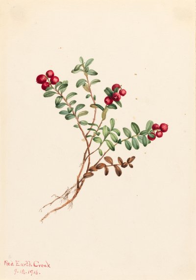 Mirtillo Rosso di Montagna da Mary Vaux Walcott