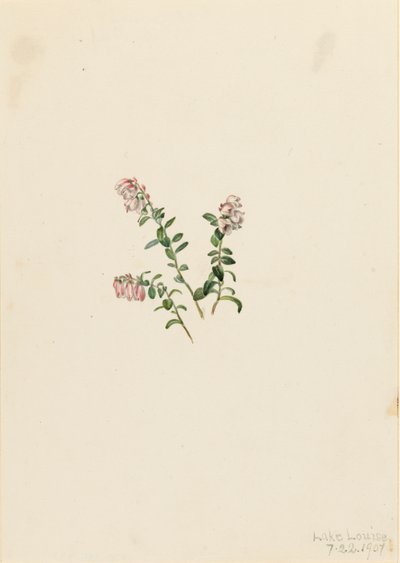 Mirtillo rosso Vaccinium vitis-idaea minus da Mary Vaux Walcott