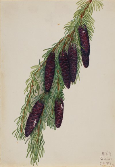 Tsuga mertensiana da Mary Vaux Walcott