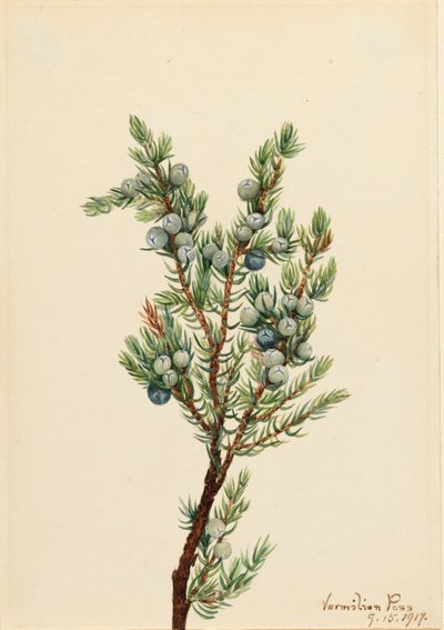Ginepro montano Juniperus sibirica da Mary Vaux Walcott