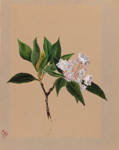 Alloro di montagna Kalmia latifolia, 1879 da Mary Vaux Walcott