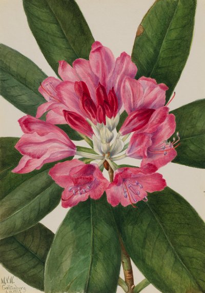 Rosa di Montagna, Rhododendron catawbiense, 1932 da Mary Vaux Walcott
