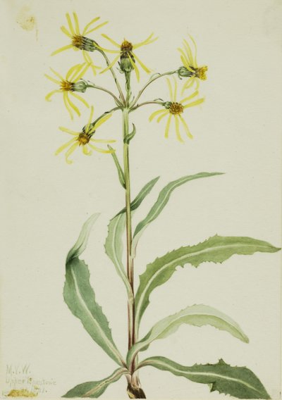 Senecio (Senecio lugens) da Mary Vaux Walcott