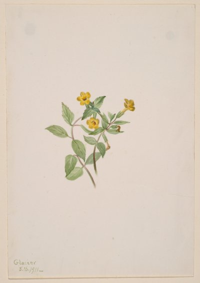 Fiore di muschio (Mimulus moschatus) da Mary Vaux Walcott