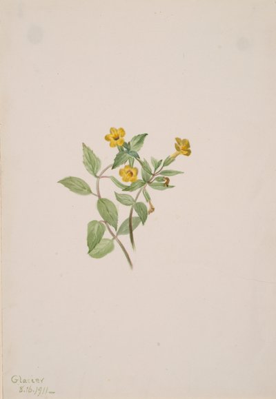 Fior di muschio Mimulus moschatus da Mary Vaux Walcott