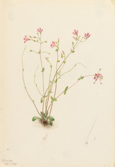 Naiade di primavera (Claytonia parvifolia) da Mary Vaux Walcott