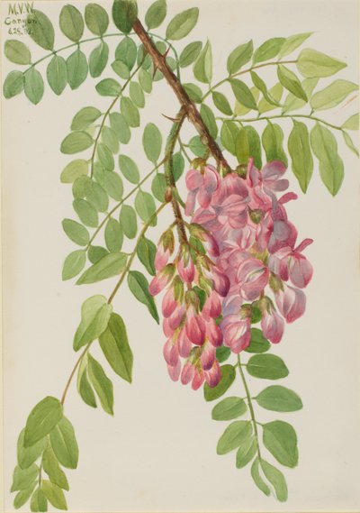 Robinia neomexicana, 1938 da Mary Vaux Walcott