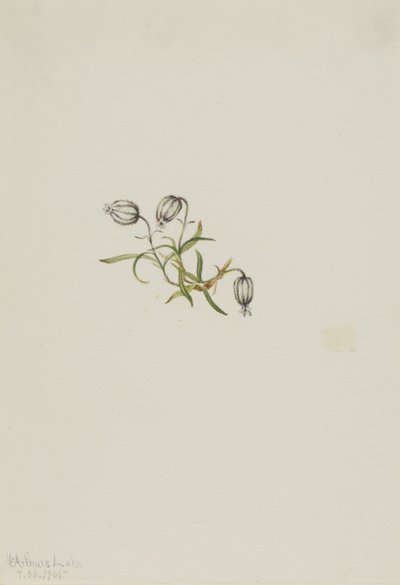 Campione annuente (Lychnis apetala) da Mary Vaux Walcott