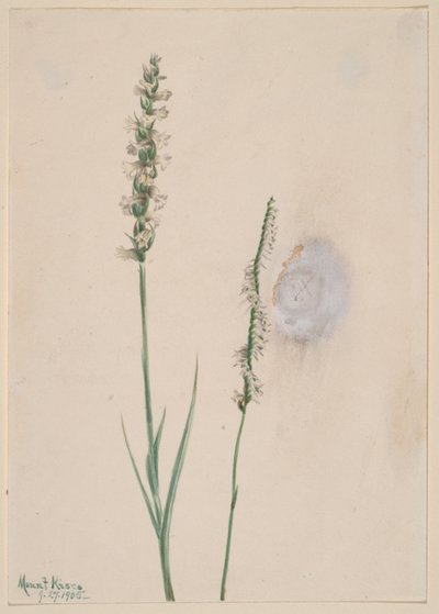 Tasselli da donna che annuiscono (Ibidium cernum) da Mary Vaux Walcott