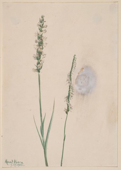 Nodding Ladies-Tresses Ibidium cernum, 1905 da Mary Vaux Walcott