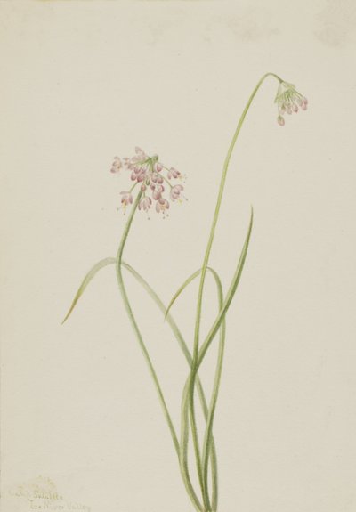 Cipolla annuente Allium cernuum, 1901 da Mary Vaux Walcott