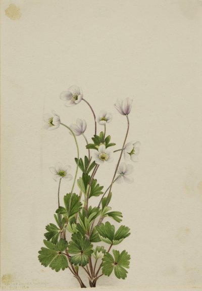 Anemone settentrionale (Anemone parviflora) da Mary Vaux Walcott