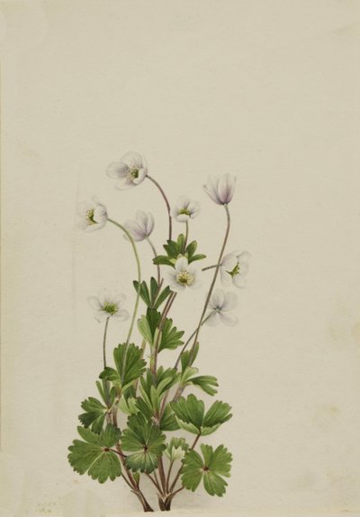 Anemone del Nord Anemone parviflora, 1924 da Mary Vaux Walcott