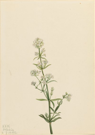 Galium boreale, 1922 da Mary Vaux Walcott
